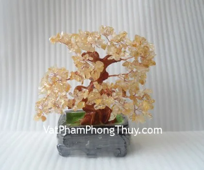 Cây thạch anh vàng chậu cao CA230